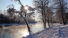 Landscapes nature Trees snow white