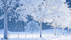 Landscapes nature Trees snow winter