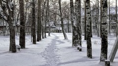 Landscapes nature Trees snow winter