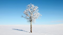 Landscapes nature Trees snow winter