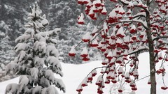 Landscapes nature Trees snow winter