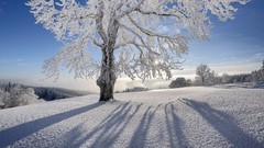 Landscapes nature Trees snow winter