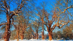 Landscapes nature Trees snow winter