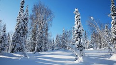Landscapes nature Trees snow winter