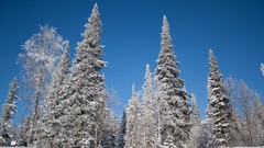 Landscapes nature Trees snow winter