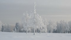 Landscapes nature Trees snow winter