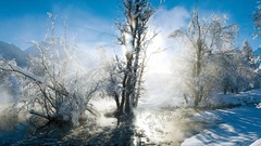 Landscapes nature Trees snow winter