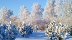 Landscapes nature Trees snow winter