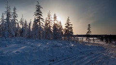 Landscapes nature Trees snow winter