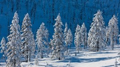 Landscapes nature Trees snow winter