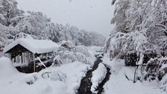 Landscapes nature Trees snow winter
