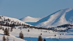 Landscapes nature Trees snow winter