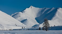 Landscapes nature Trees snow winter