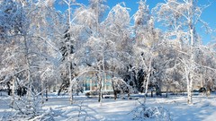 Landscapes nature Trees snow winter