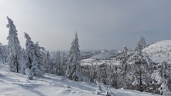 Landscapes nature Trees snow winter