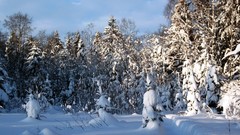 Landscapes nature Trees snow winter