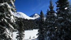 Landscapes nature Trees snow winter