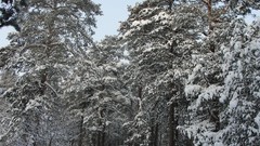 Landscapes nature Trees snow winter