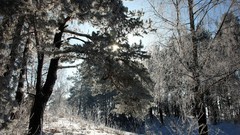 Landscapes nature Trees snow winter