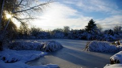 Landscapes nature Trees snow winter