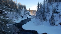 Landscapes nature Trees snow winter