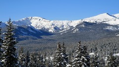 Landscapes nature Trees snow winter