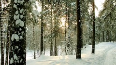 Landscapes nature Trees snow winter
