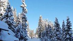 Landscapes nature Trees snow winter