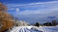 Landscapes nature Trees snow winter