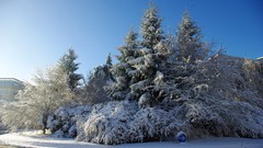 Landscapes nature Trees snow winter