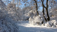 Landscapes nature Trees snow winter