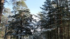 Landscapes nature Trees snow winter