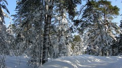 Landscapes nature Trees snow winter