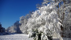 Landscapes nature Trees snow winter
