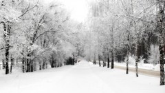 Landscapes nature Trees snow winter