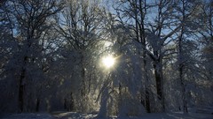 Landscapes nature Trees snow winter