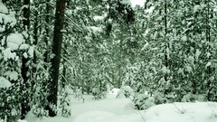 Landscapes nature Trees snow winter