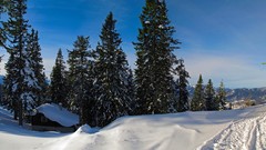 Landscapes nature Trees snow winter