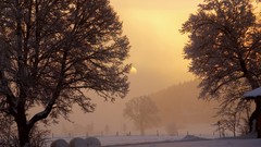 Landscapes nature Trees snow winter
