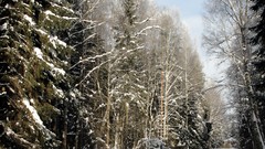 Landscapes nature Trees snow winter