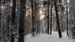 Landscapes nature Trees snow winter