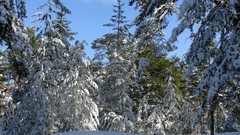 Landscapes nature Trees snow winter