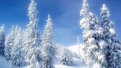Landscapes nature Trees snow winter