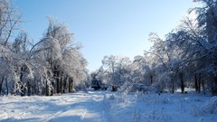 Landscapes nature Trees snow winter