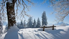 Landscapes nature Trees snow winter