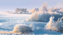 Landscapes nature Trees snow winter