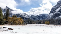 Landscapes nature Trees snow winter