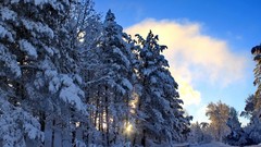 Landscapes nature Trees snow winter