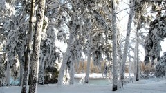 Landscapes nature Trees snow winter