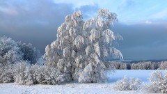 Landscapes nature Trees snow winter